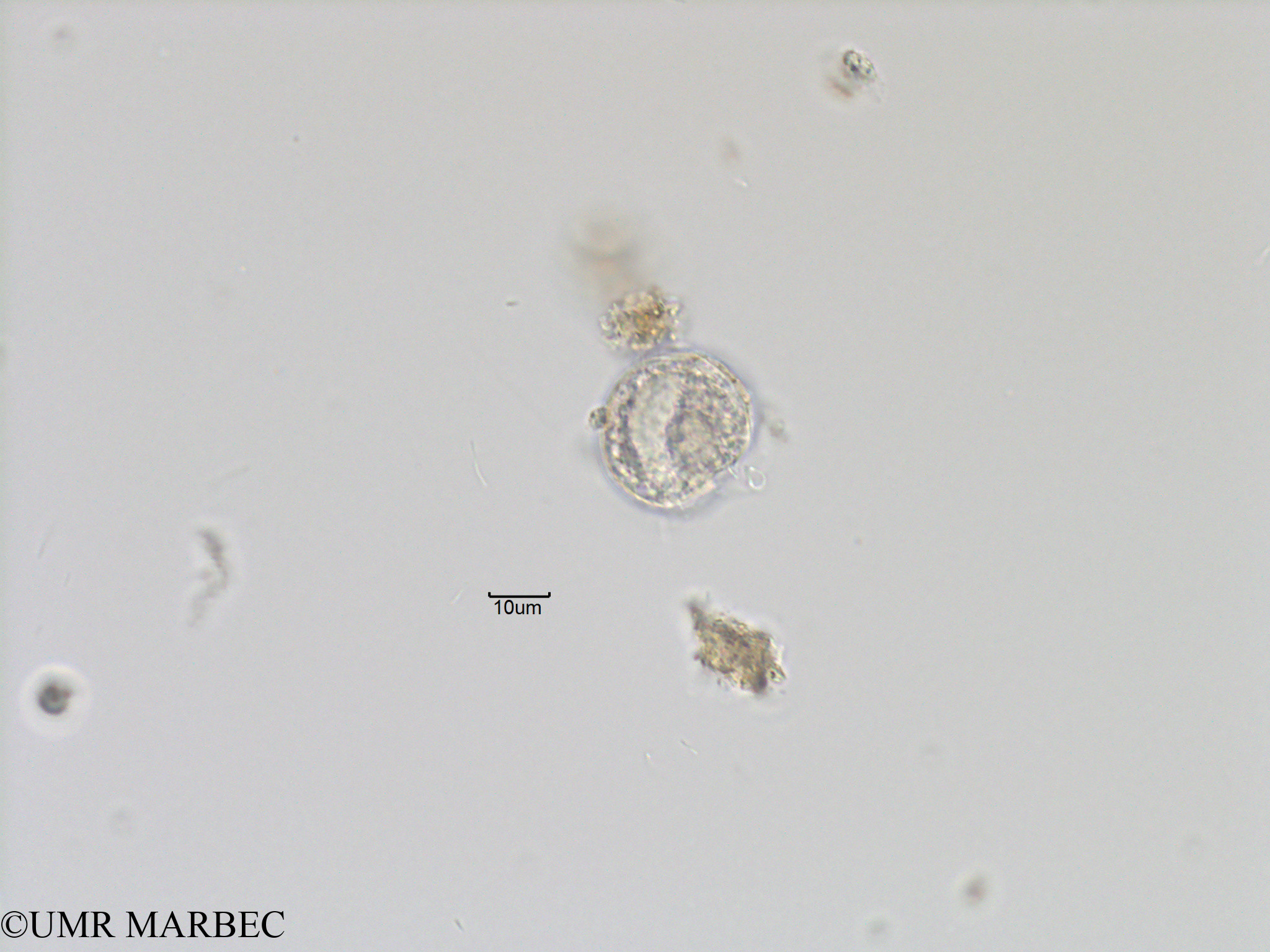 phyto/Bizerte/bizerte_bay/RISCO November 2015/Protoperidinium sp45 (Baie_T5-C2-Dino cf proto-4).tif(copy).jpg
